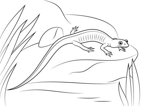 Northern Gray Cheeked Salamander Coloring Page